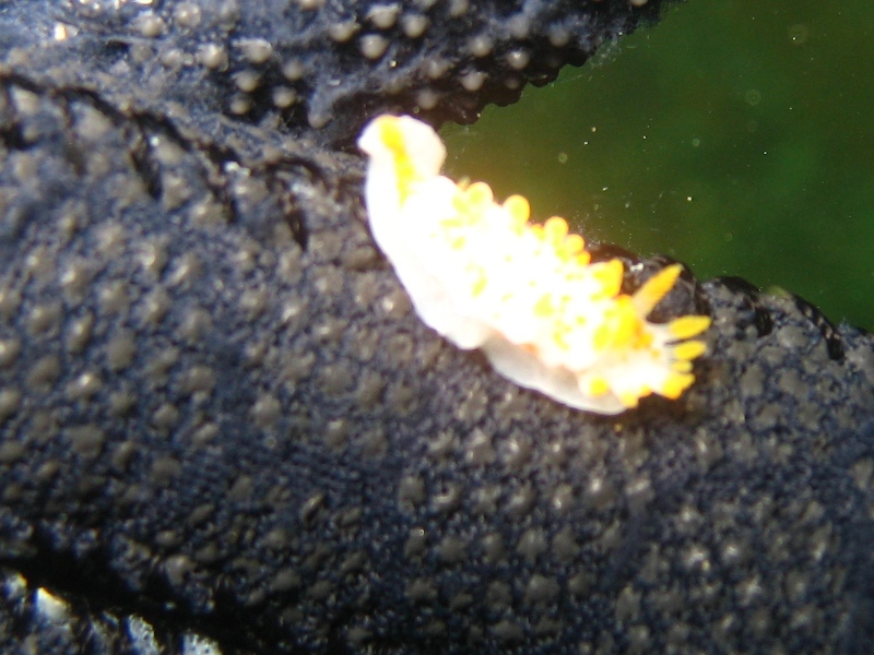 2009-05-24 St Abbs 068.jpg